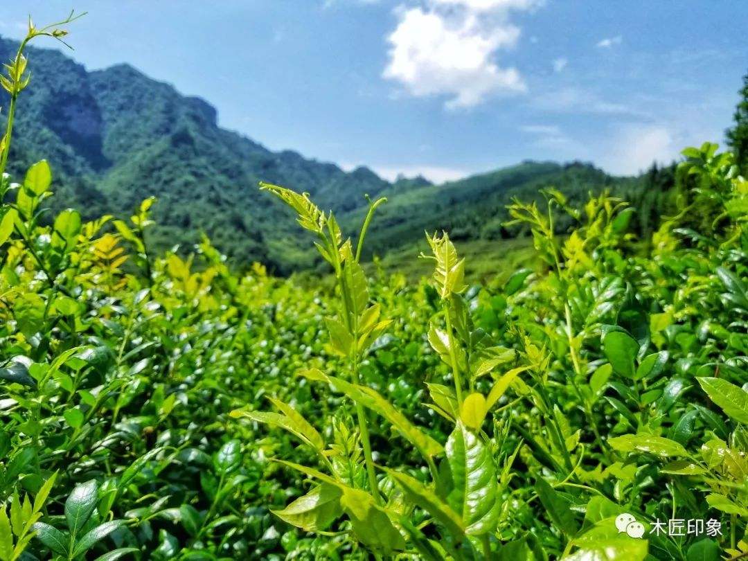 农村山区野生莓茶价值一斤几百块你知道是怎么制作出来的吗