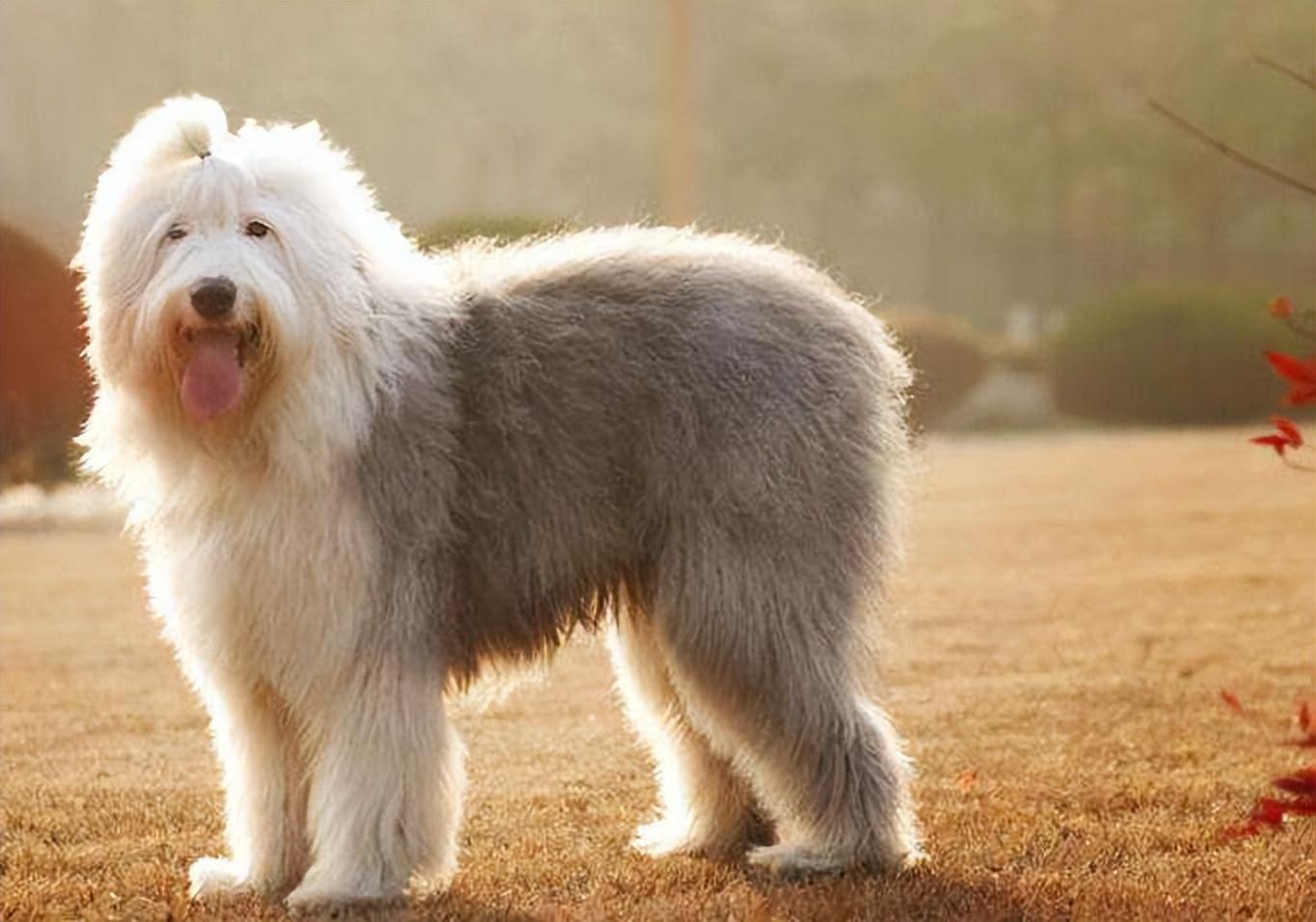 温柔乖巧的大块头"古牧犬",了解一下__财经头条