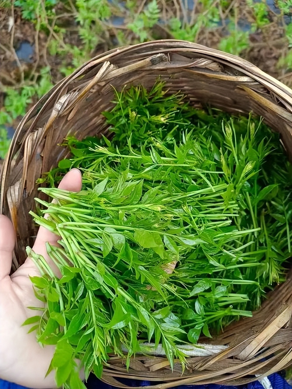 农村山区野生莓茶价值一斤几百块你知道是怎么制作出来的吗