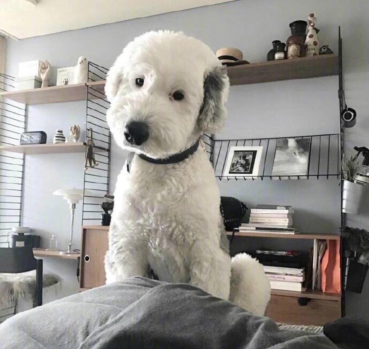 温柔乖巧的大块头"古牧犬",了解一下__财经头条