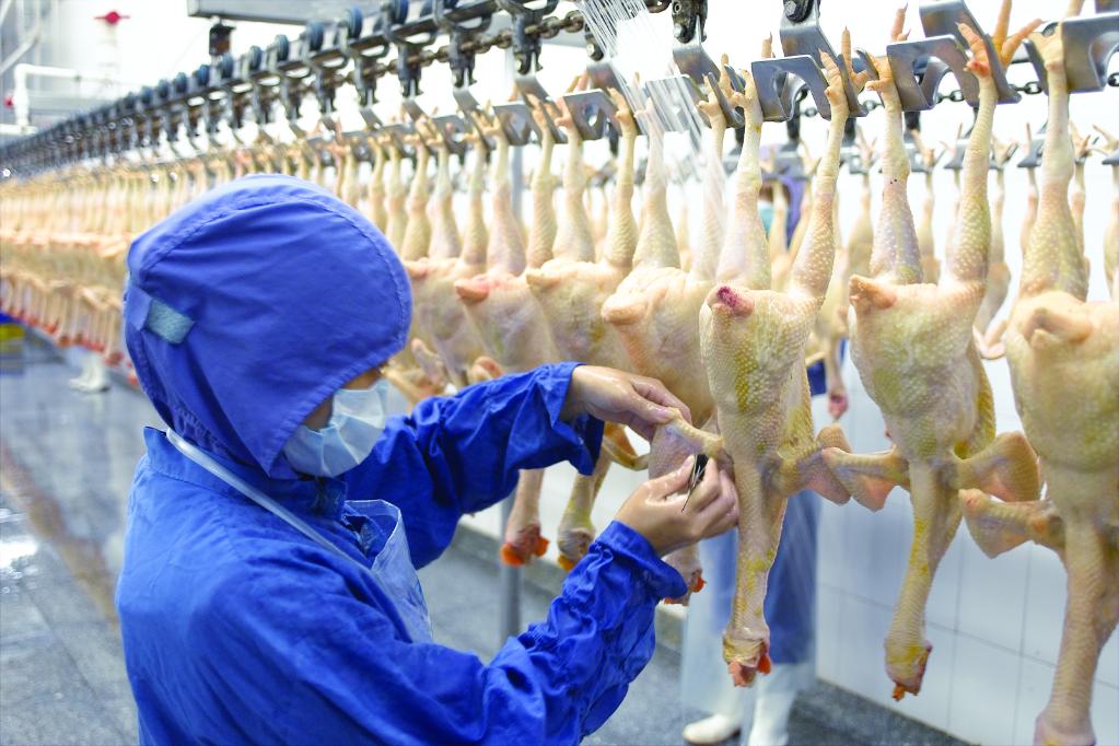 禽肉大户,顺兴公司的肉品从乳鸽扩大到鸡鸭鹅,产业从养殖延伸到深加工