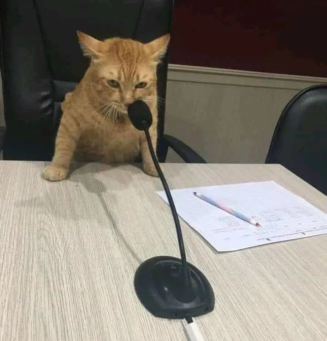 猫猫可以养我吗,猫猫比我都努力|猫_新浪新闻
