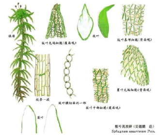于是,靠着顽强的生活态度,泥炭藓进化出依靠叶片获取水分的能力.