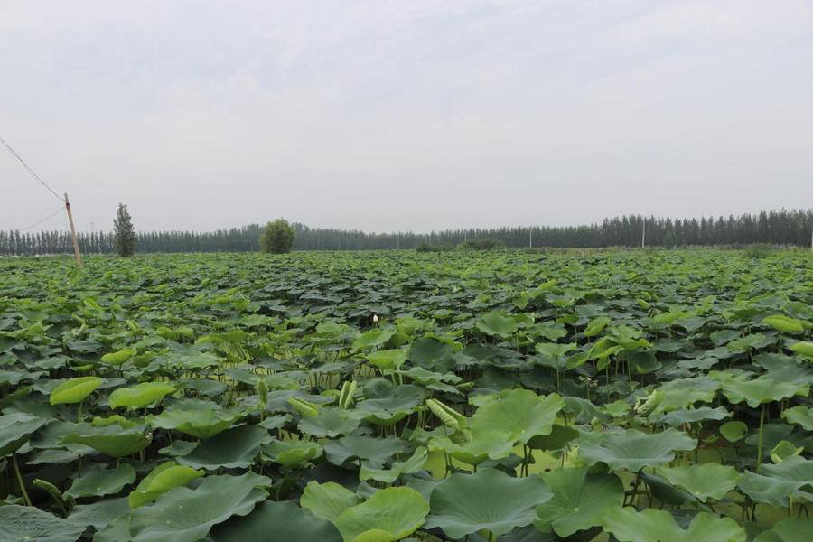 昔日坑塘变荷塘喻屯镇绘就滨湖水乡新画卷