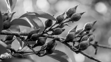 左权苦连翘成了富民甜产业|左权_新浪财经_新浪网