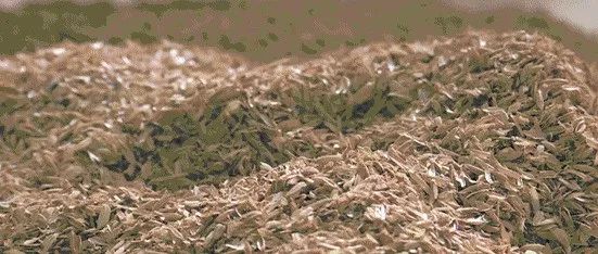 小米稻壳枕头生虫子怎么办 房子黑棚里有稻壳虫怎么办