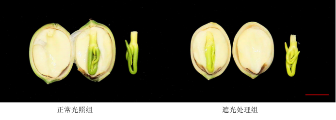 莲子心遮光实验图,图片来源:参考文献4