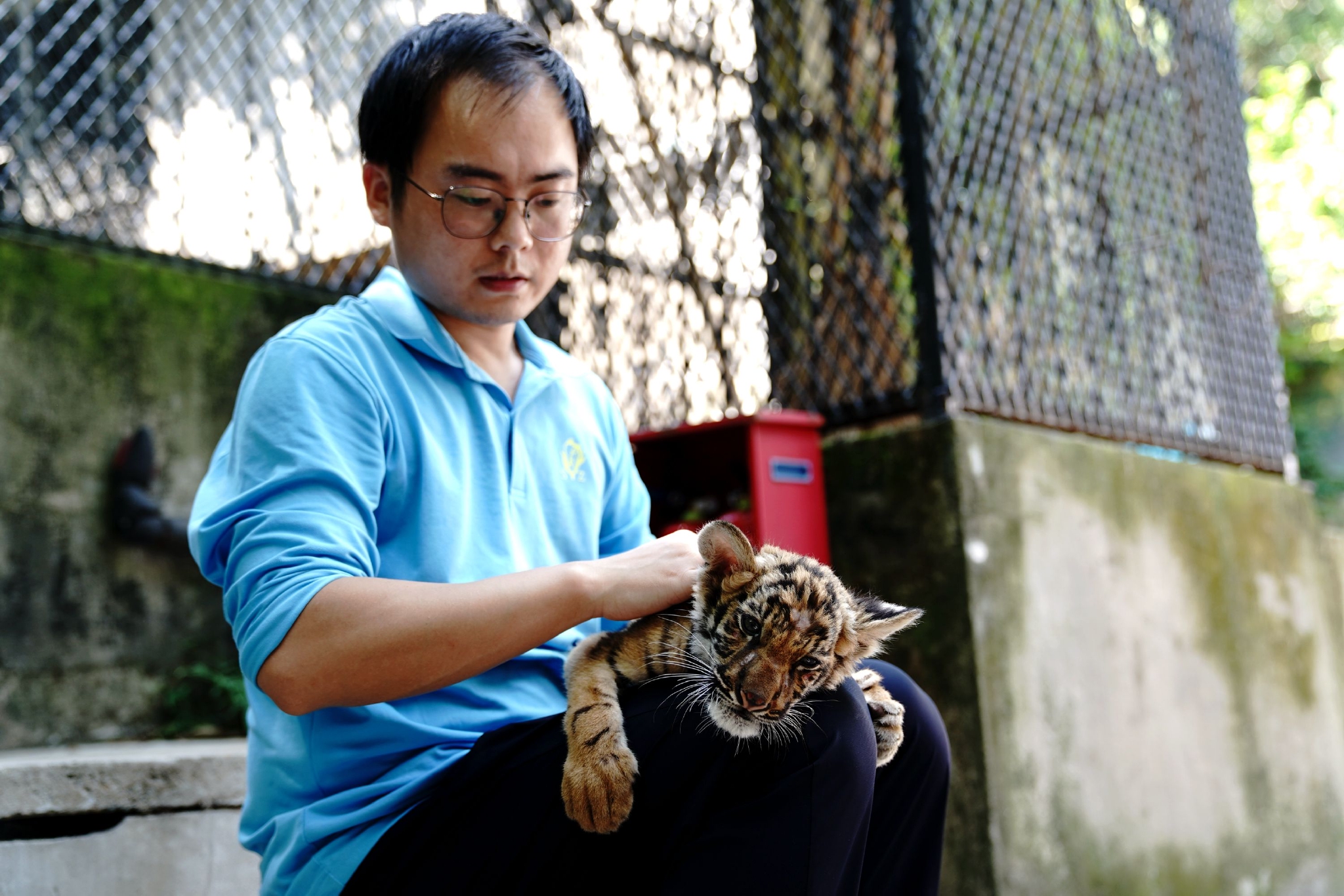 上海动物园的虎爸