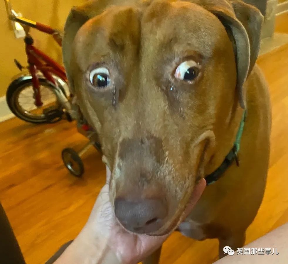 享受被撸时"震惊",狗狗照镜子时"震惊","人们见到它那蠢萌蠢萌的样子