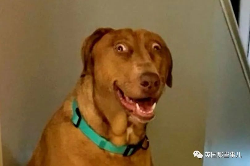 近看这表情,憨憨的,不太聪明的样子,喜感十足.不知道该说是谁像谁.