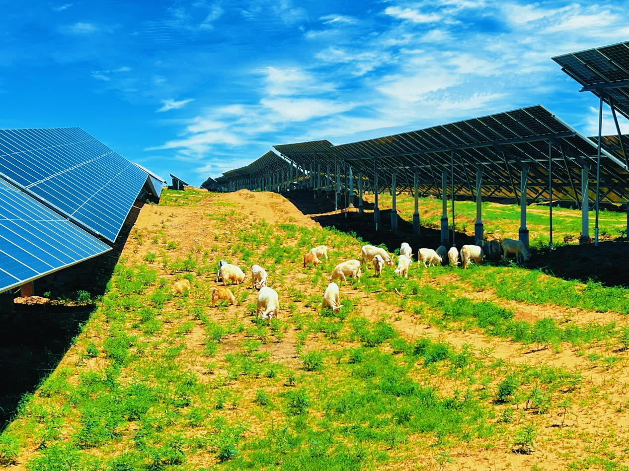 中国能建西北电建:"牧光互补"奏响盐池草滩田园乐章|盐池|中国|宁夏