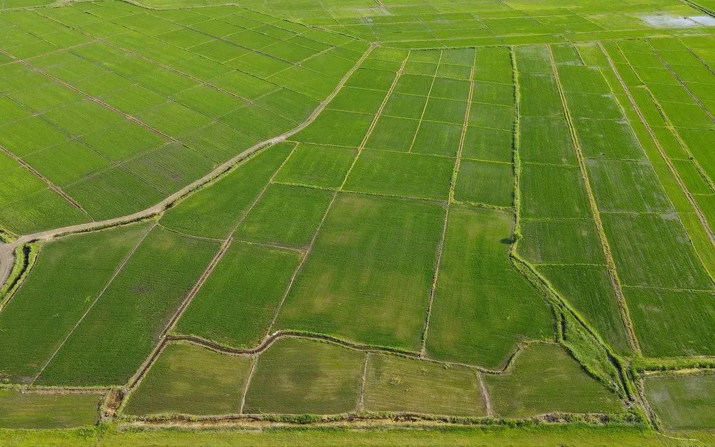 2022年6月30日，黑龙江省佳木斯市，富锦市的水稻田，绿意盎然。图源：IC photo