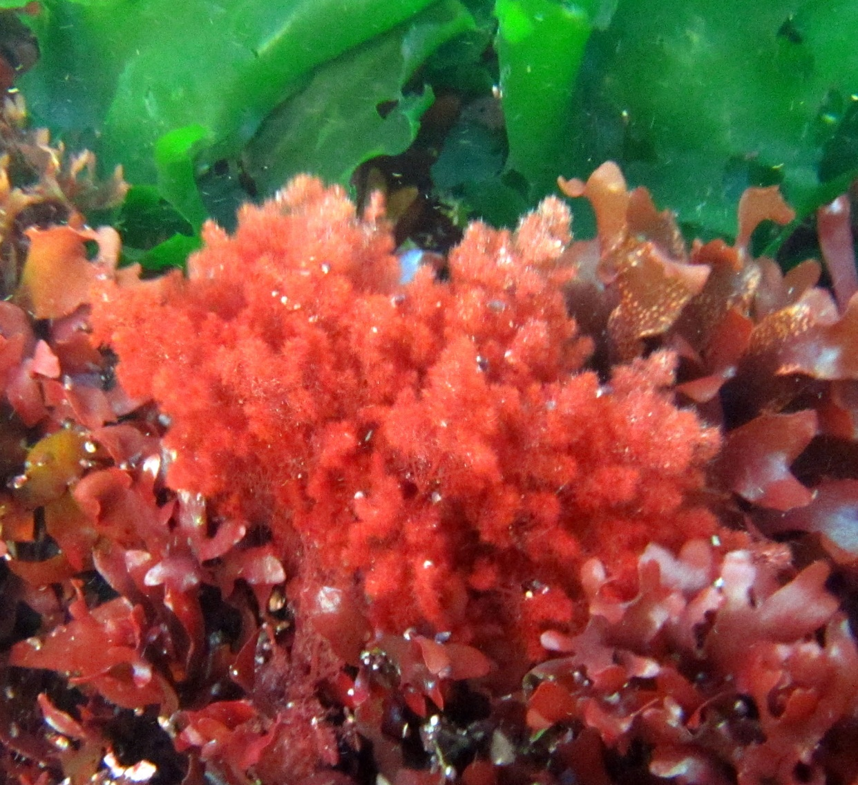 红藻水下传粉动物这般"做媒"