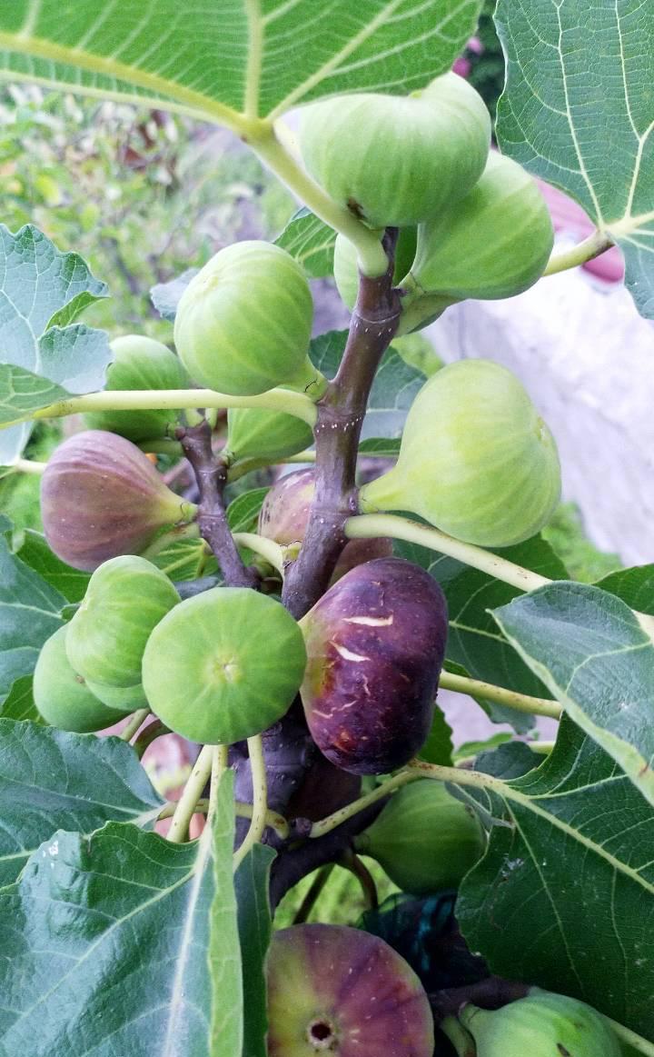 阳台种无花果的3个技巧,果子多10倍,又大又甜,挂果好几个月__财经头条