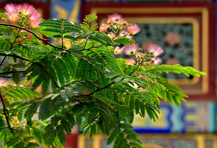 这种树开花像羽毛扇基本上人人都见过却少有人知道它的名字
