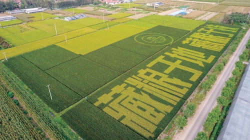 山东莒县高标准农田鸟瞰. 资料图