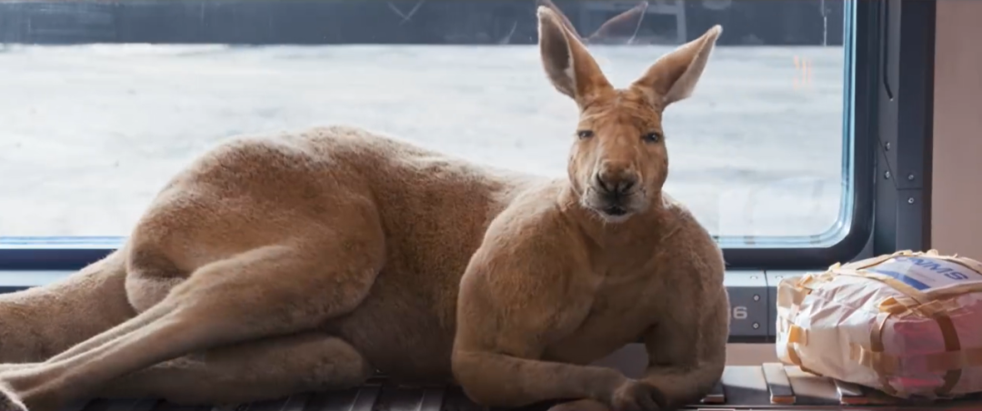 绰号"金刚鼠"的暴躁袋鼠./《独行月球》预告片