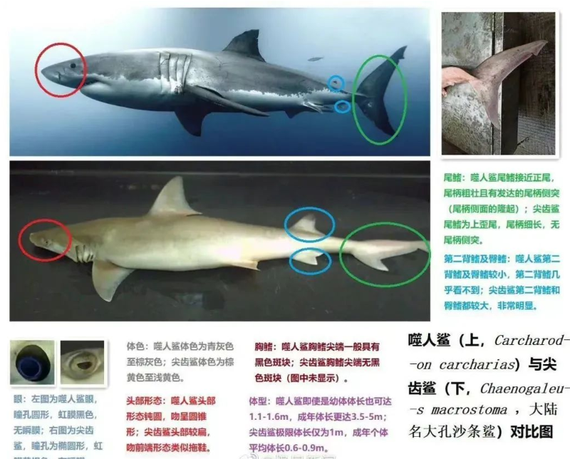 网红疑用大白鲨做美食,警方给出回应,提子或将面临五年有期徒刑休闲区蓝鸢梦想 - Www.slyday.coM 网红疑用大白鲨做美食,警方给出回应,提子或将面临五年有期徒刑休闲区蓝鸢梦想 - Www.slyday.coM
