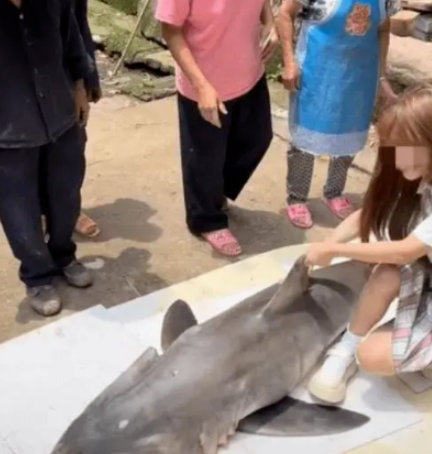 网红疑用大白鲨做美食,警方给出回应,提子或将面临五年有期徒刑休闲区蓝鸢梦想 - Www.slyday.coM 网红疑用大白鲨做美食,警方给出回应,提子或将面临五年有期徒刑休闲区蓝鸢梦想 - Www.slyday.coM