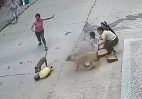 小孩遭恶犬扑咬，家中狗狗飞奔勇救小主人休闲区蓝鸢梦想 - Www.slyday.coM