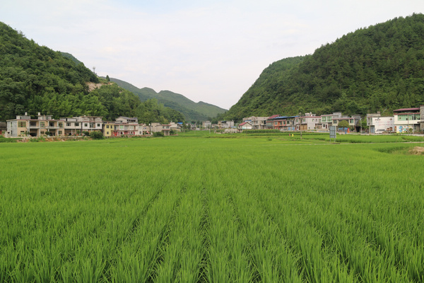 沿河田园乡村建设群众幸福满满