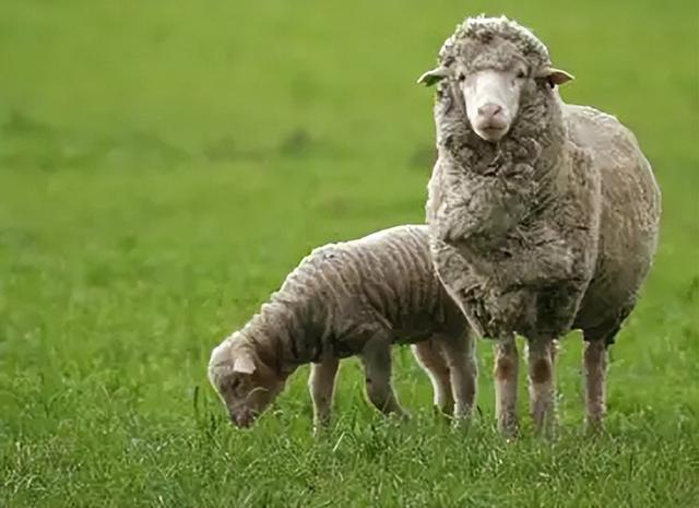 它是一种混血羊品种在我国北方有极强的适应能力