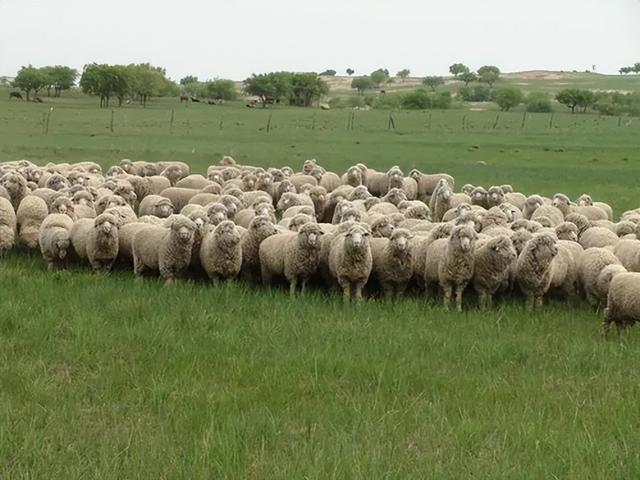 它是一种混血羊品种在我国北方有极强的适应能力
