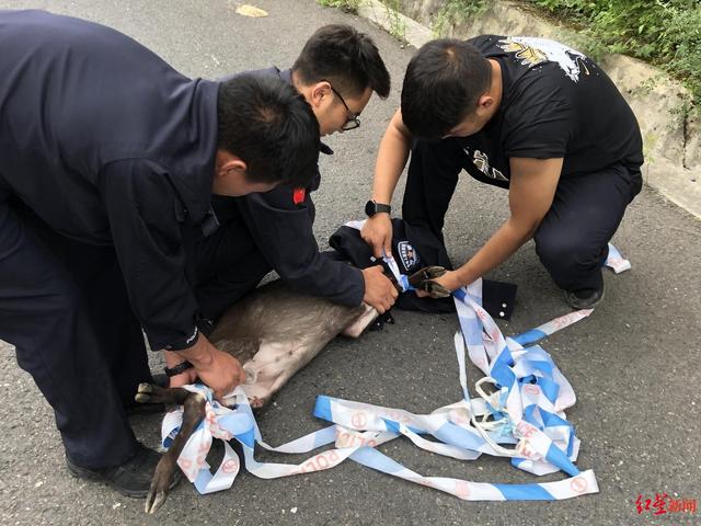 毛冠鹿受伤卧路边，被救助时野性大发，民警这个动作暖了……休闲区蓝鸢梦想 - Www.slyday.coM