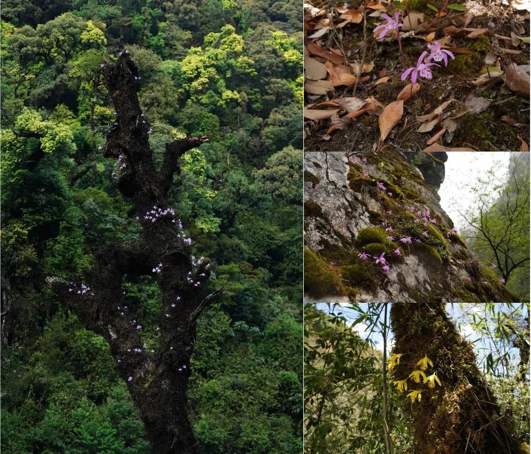 独蒜兰属植物生境。图片来源：中国科学院昆明植物研究所张伟