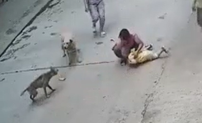 小孩遭恶犬扑咬，家中狗狗飞奔勇救小主人休闲区蓝鸢梦想 - Www.slyday.coM