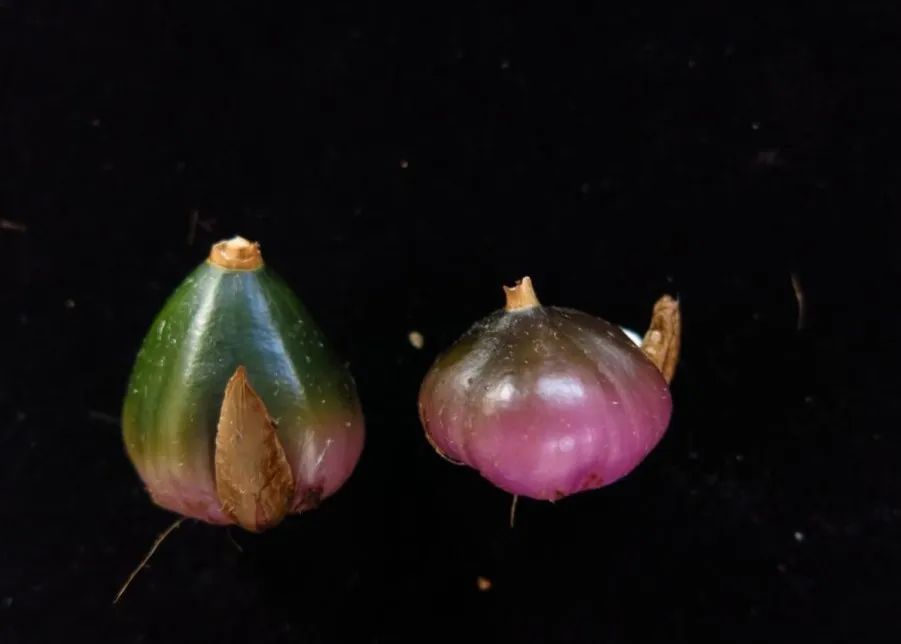 独蒜兰假鳞茎。图片来源：中国科学院昆明植物研究所张伟