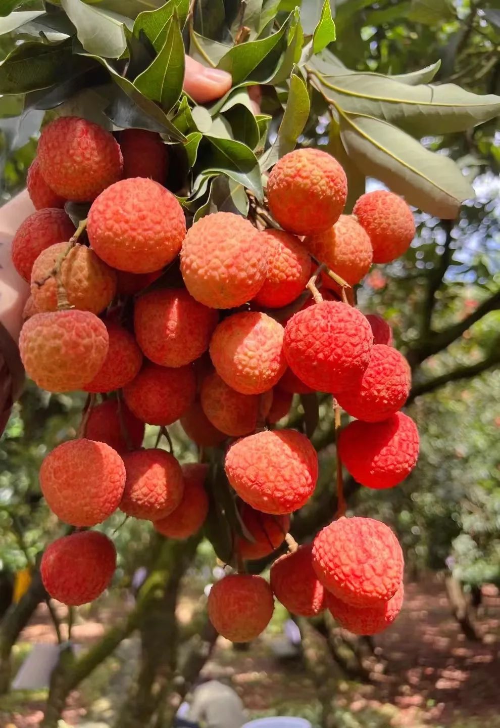 从农场到餐桌助销甜蜜果广东荔枝产销对接走进四川