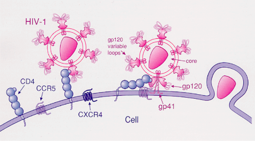 hiv-1型病毒通过cd4和ccr5进入免疫细胞的过程 图片来源:wikipedia
