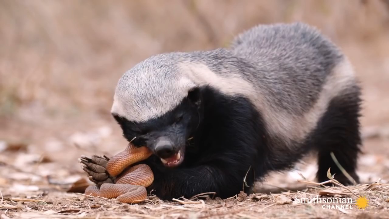 平头哥出门溜达偶遇一根辣条,一番切磋后,平头哥成功吃上辣条__财经