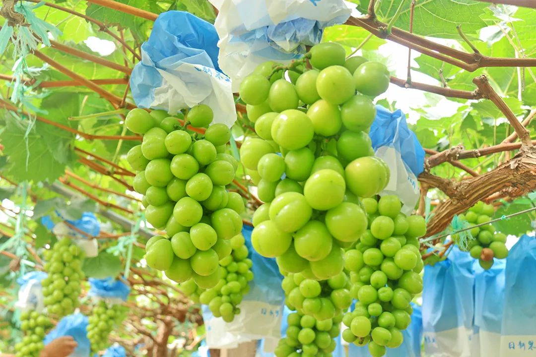 阳光玫瑰开启夏日甜蜜