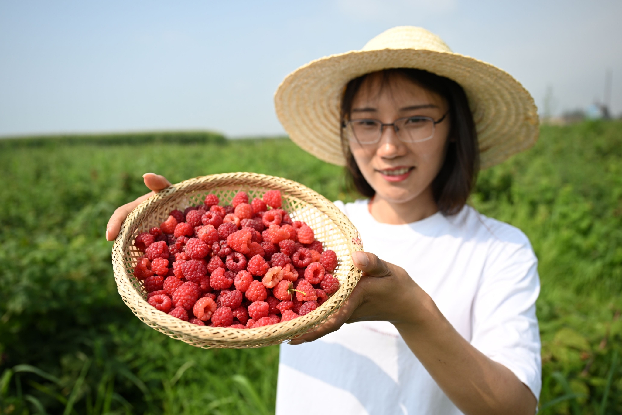 农户在田间采摘红树莓(8月2日摄).新华社记者 王鹏 摄