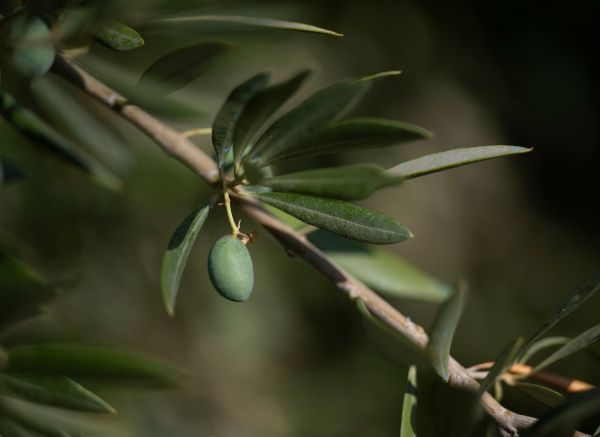 7月21日在西班牙东南部拍摄的橄榄树（法新社）