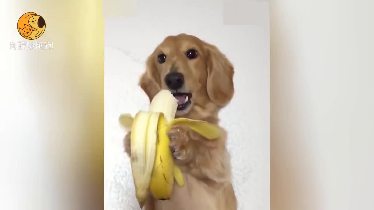 狗狗直播吃香蕉,嘴吧唧吧唧不停__财经头条