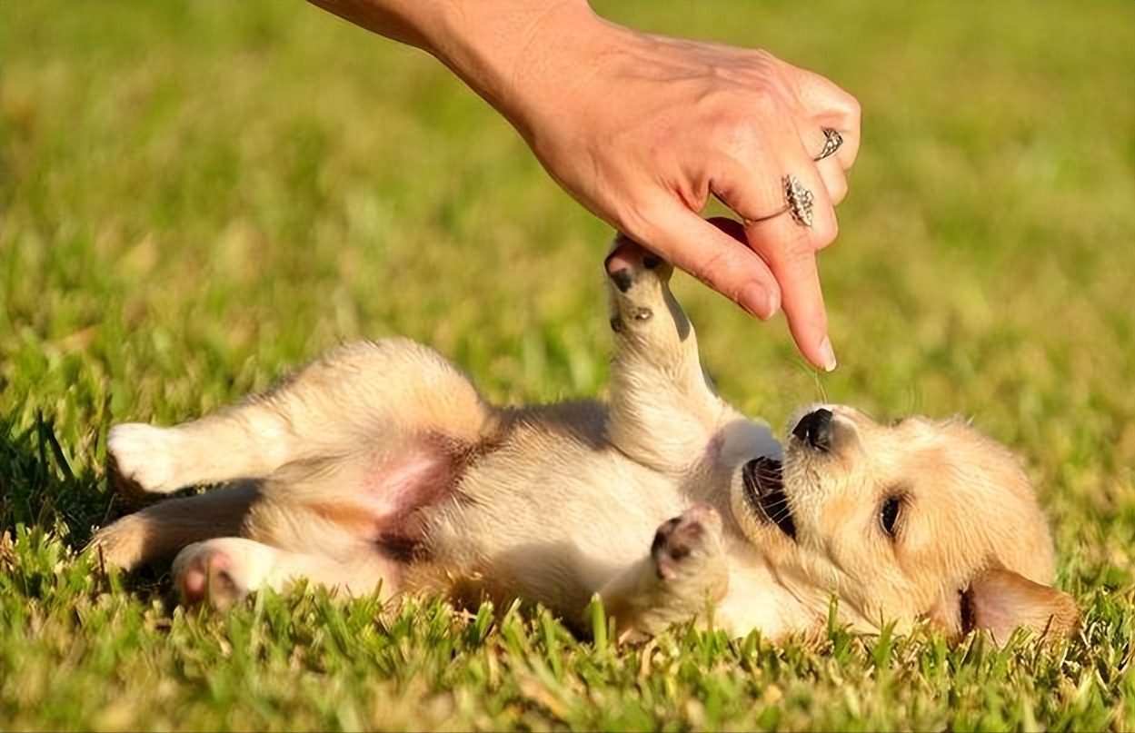 狗狗伸手触碰你不是因为饿了而是在给你一些信号