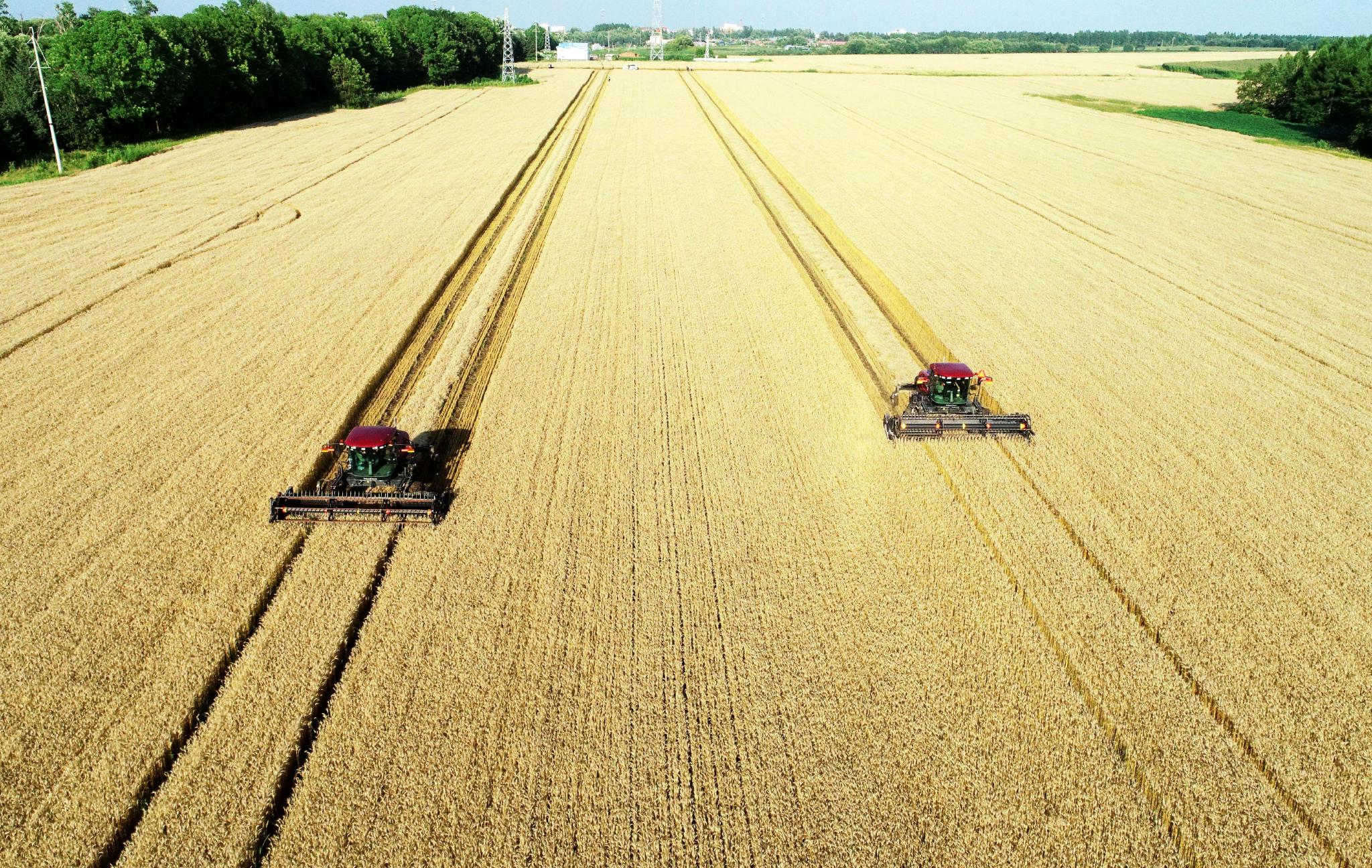 黑龙江小麦喜开镰