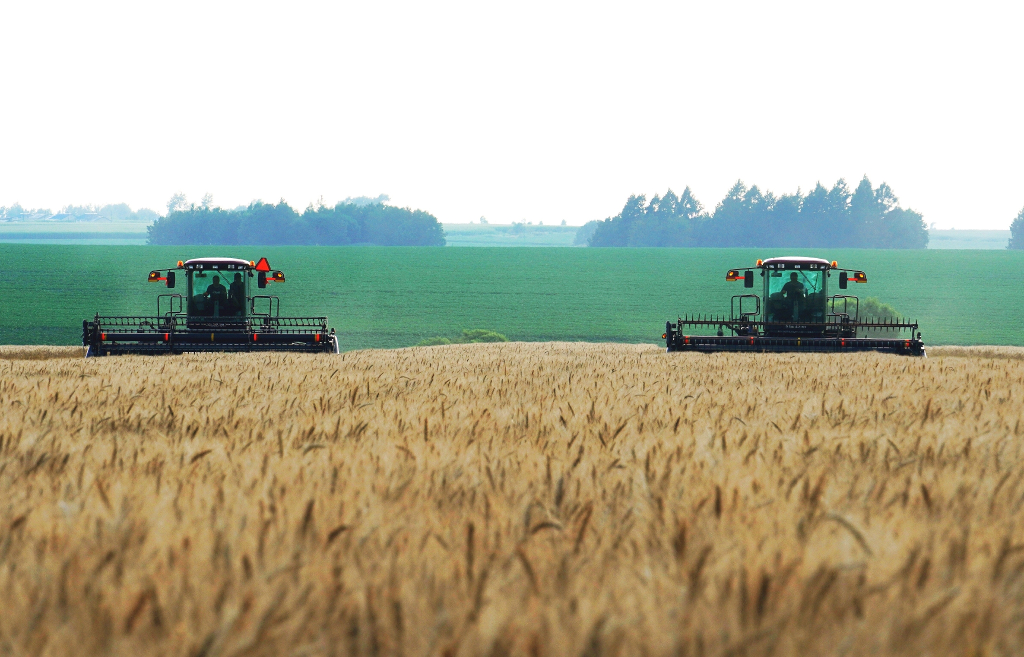黑龙江小麦喜开镰