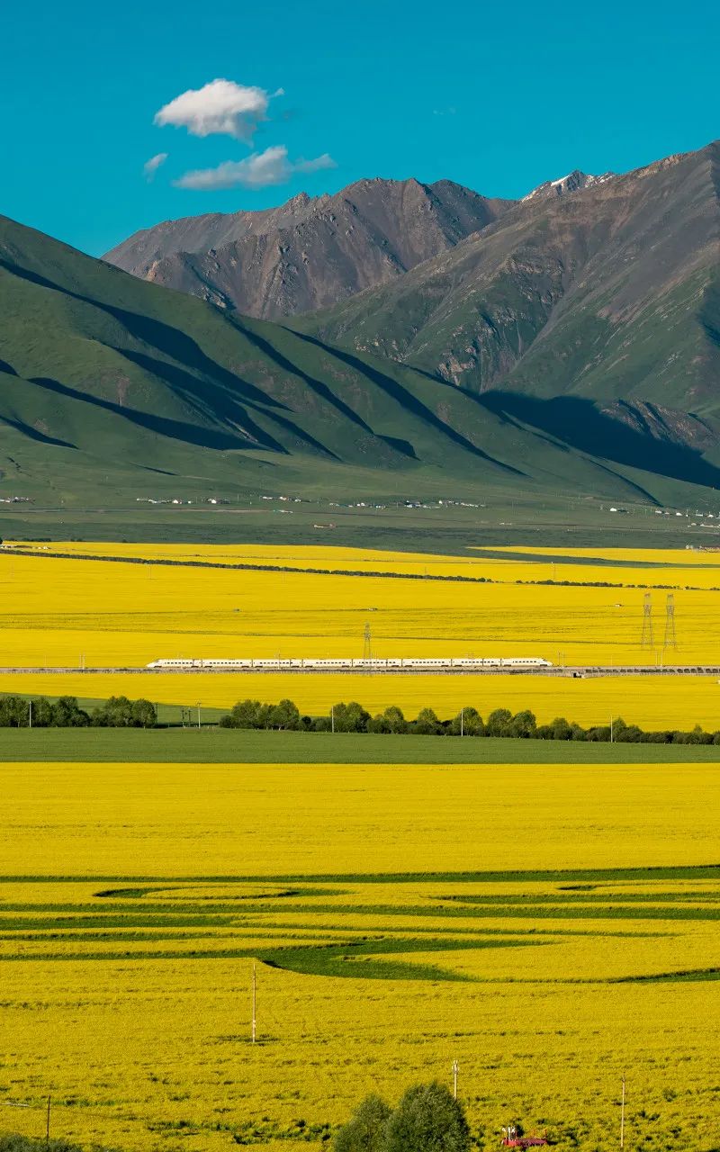 青海门源花海./图虫创意