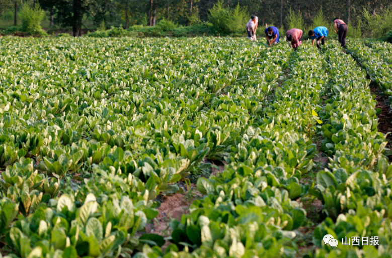 药材种植项目哪种最好(北方药材种植项目哪种最好)