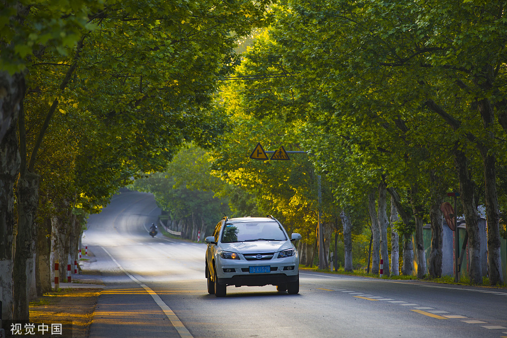 2022年5月4日,在浙江省杭州市临安区239国道玲珑段,晨光树影相互映衬