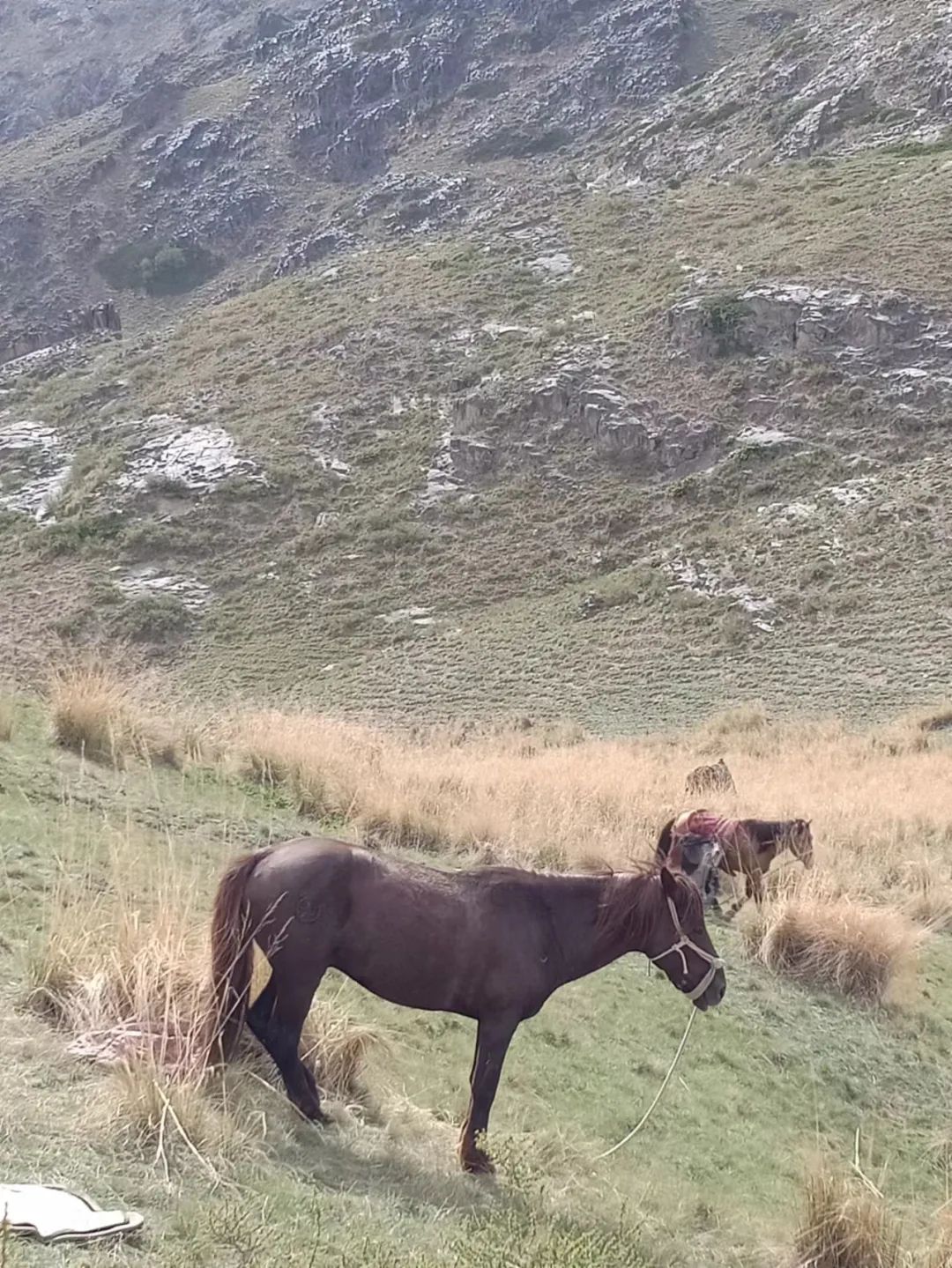 ▲刚刚退役的老马在山间草场。  受访者供图