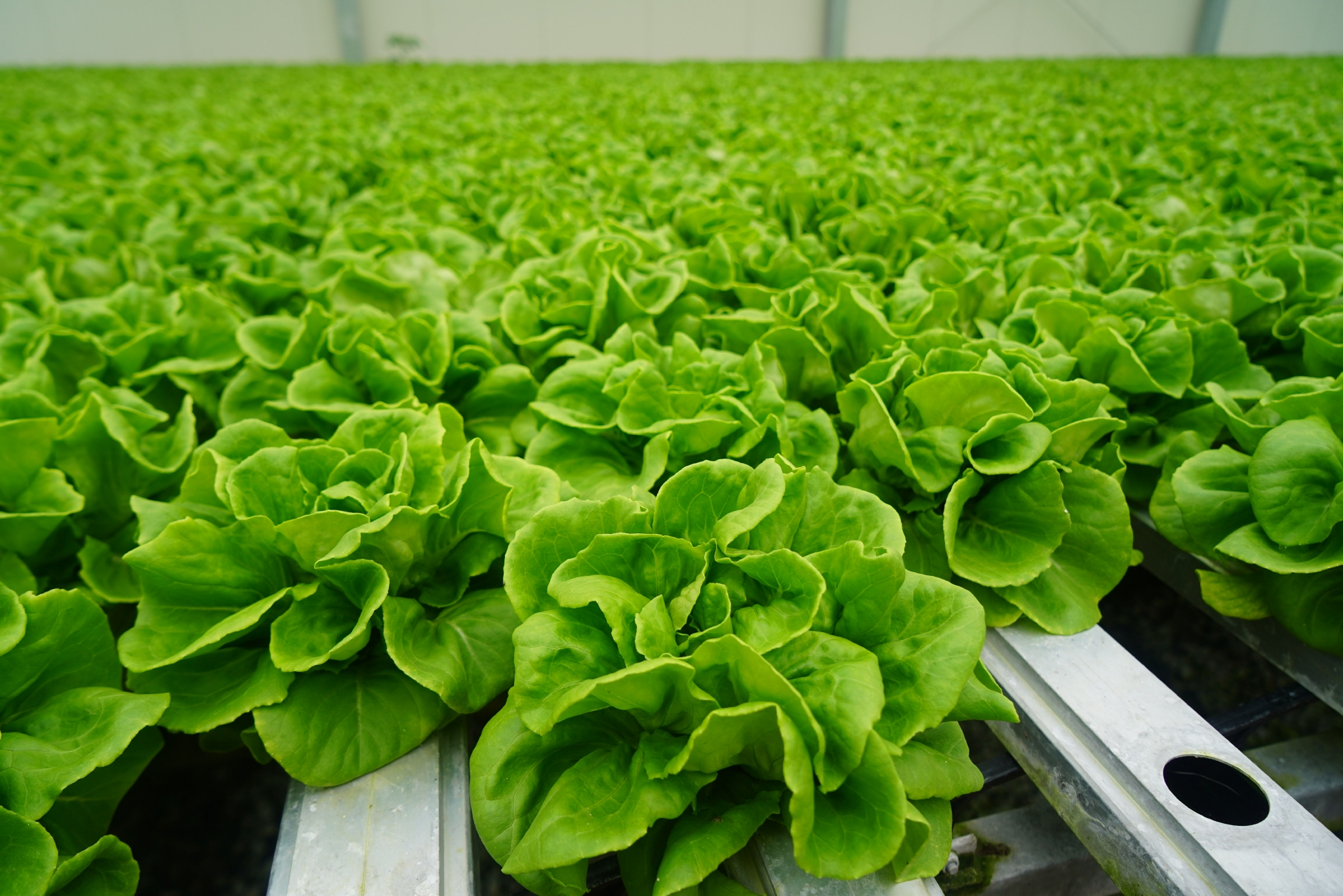 徐丹数字科技将让现代农业迸发无限可能