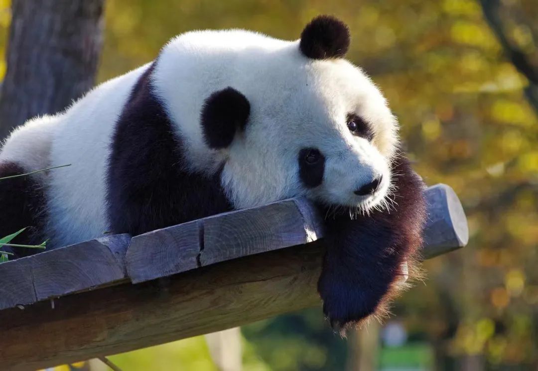现代大熊猫   图片来源：pixabay