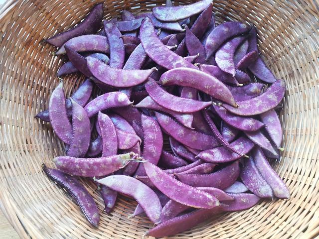 紫扁豆就是其中的一种,紫扁豆顾名思义就是紫色的扁豆