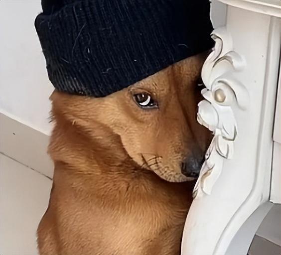 网红表情包“委屈小狗”遭针扎虐待?主人回应:就为涨粉折磨它!休闲区蓝鸢梦想 - Www.slyday.coM 网红表情包“委屈小狗”遭针扎虐待?主人回应:就为涨粉折磨它!休闲区蓝鸢梦想 - Www.slyday.coM