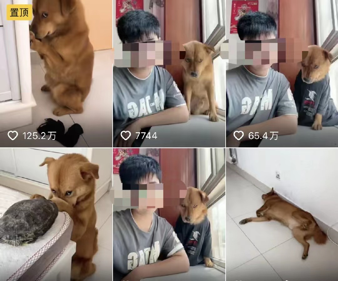 网红表情包“委屈小狗”遭针扎虐待？主人回应：就为涨粉折磨它！休闲区蓝鸢梦想 - Www.slyday.coM